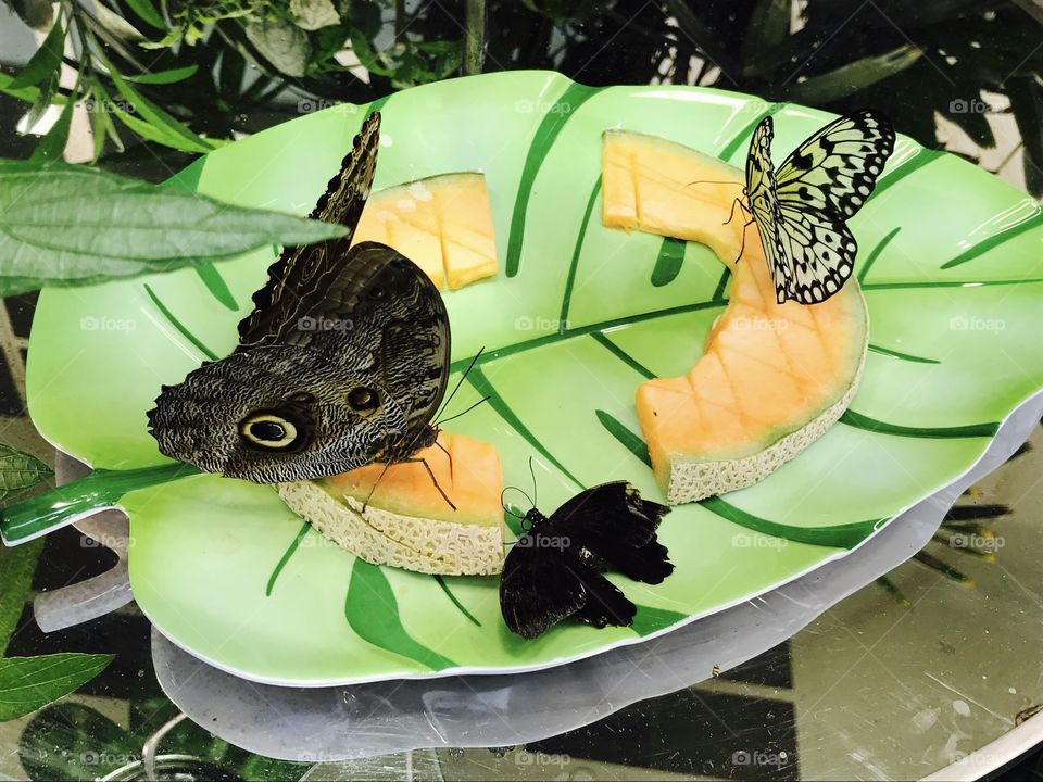 Butterflies and fruit