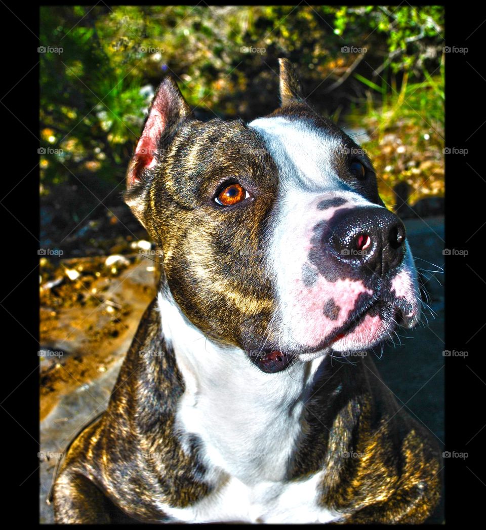 Cute small Pitbull dog profile close up shooting amazing friend