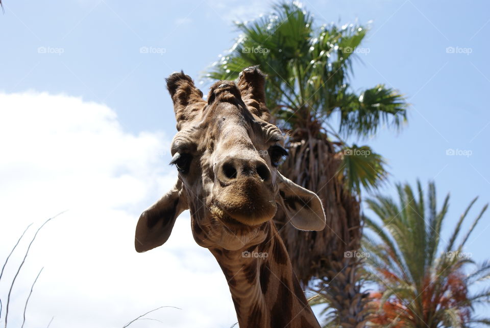 Taken at a zoo in the canaries , very happy being fed apples 
  