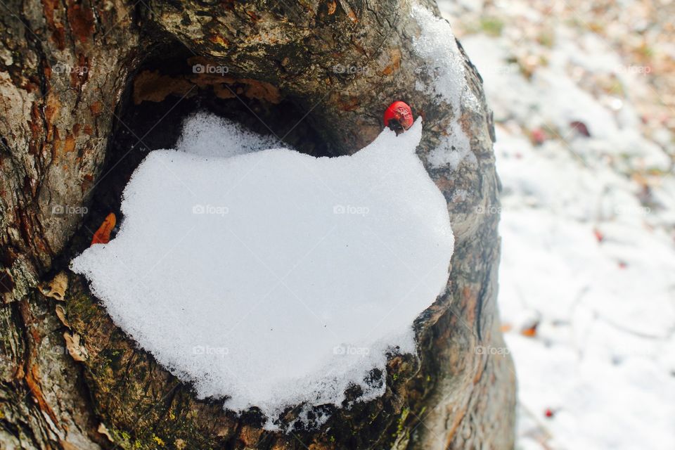 Snow inside a tree 