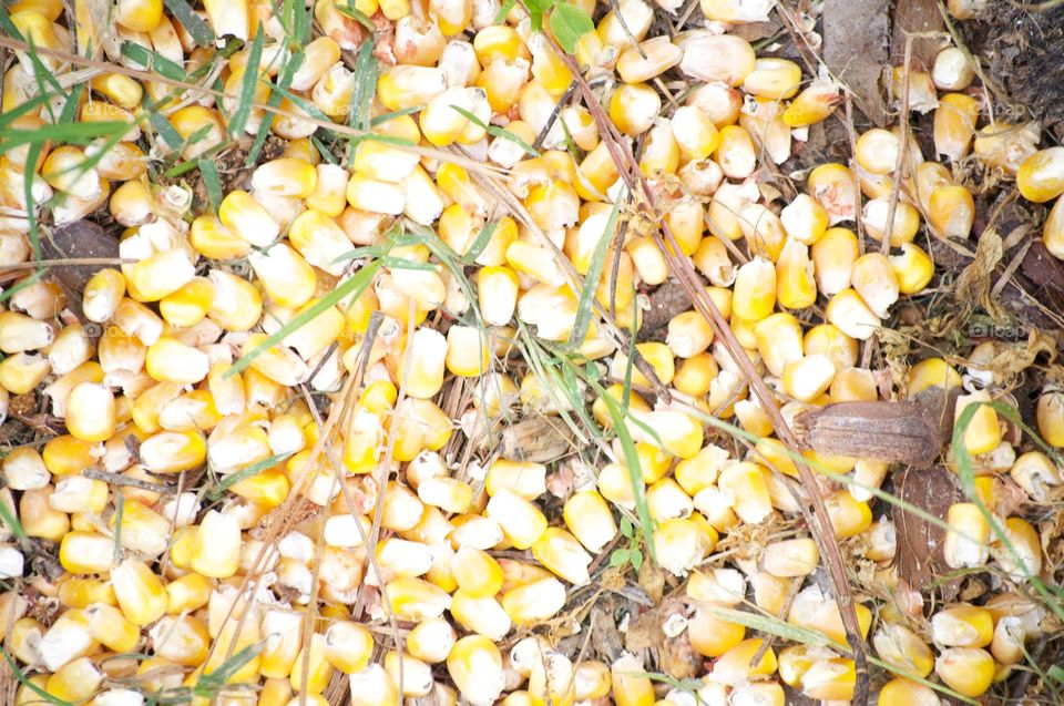 Corn . A corny photo of corn. 