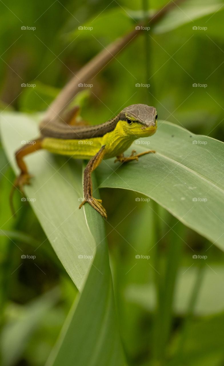 Close up photo of a reptile on a leaves