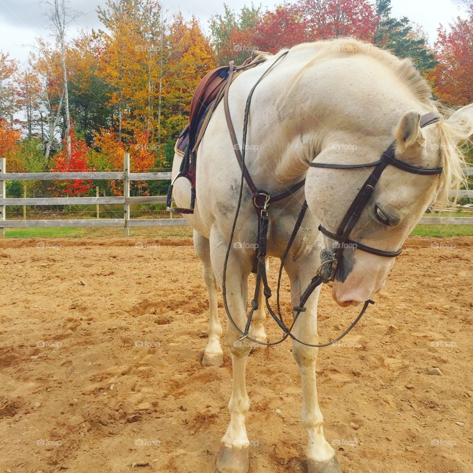 Leo in the fall