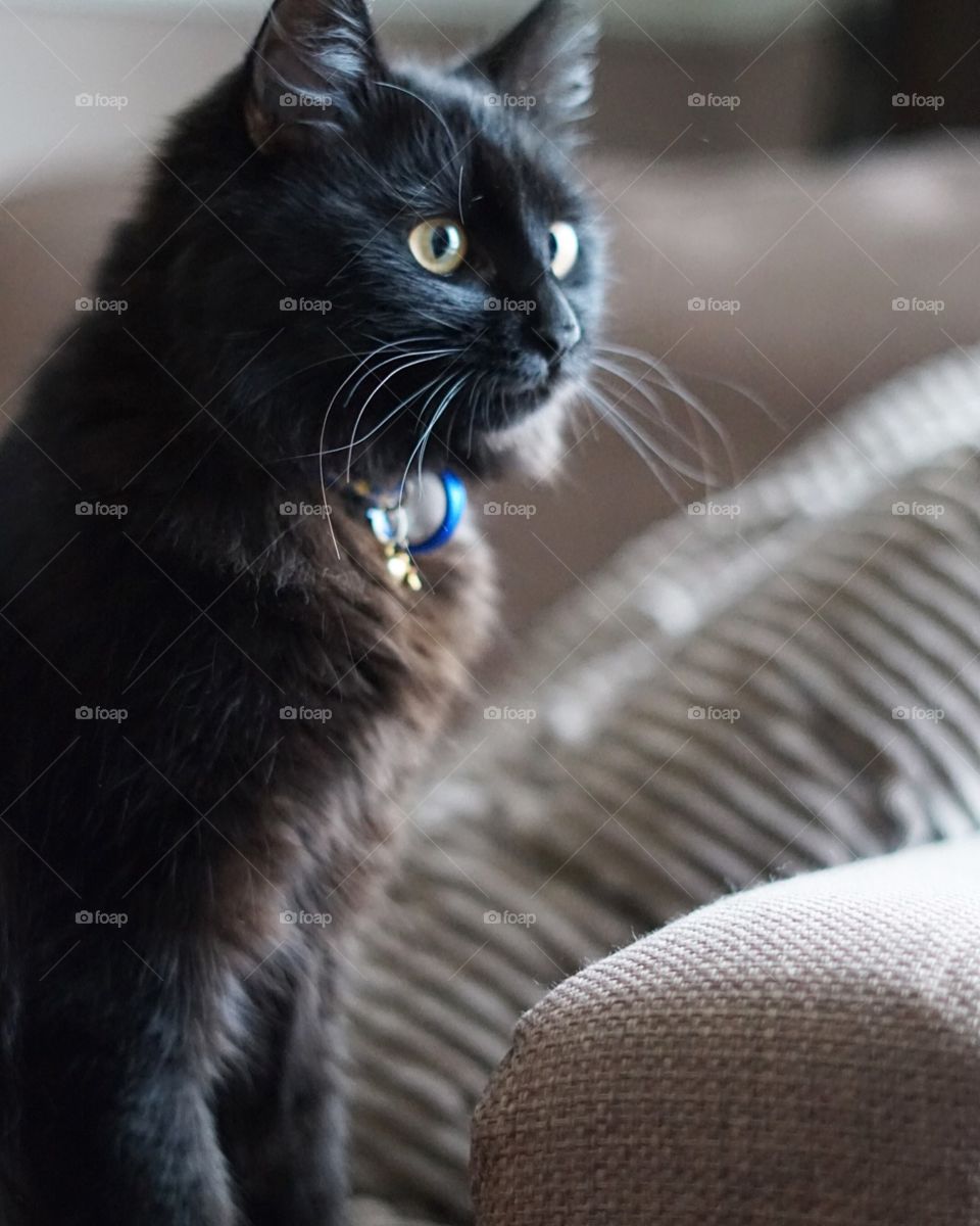 Black cat at home
