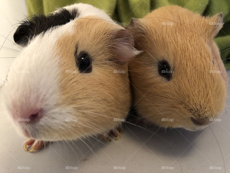 Calm patient piggies