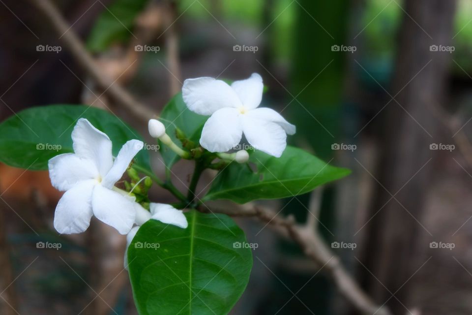 jasmine flower in the garden