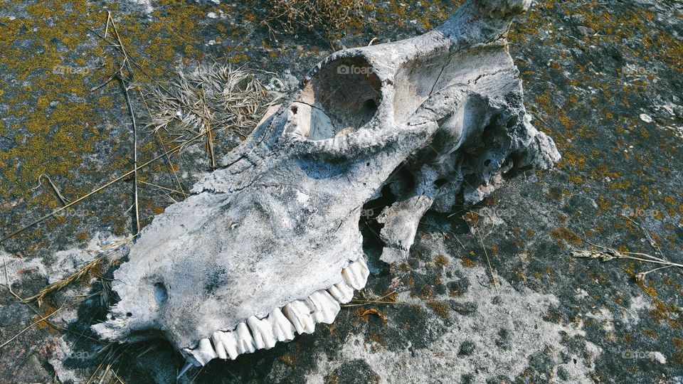 cow skull