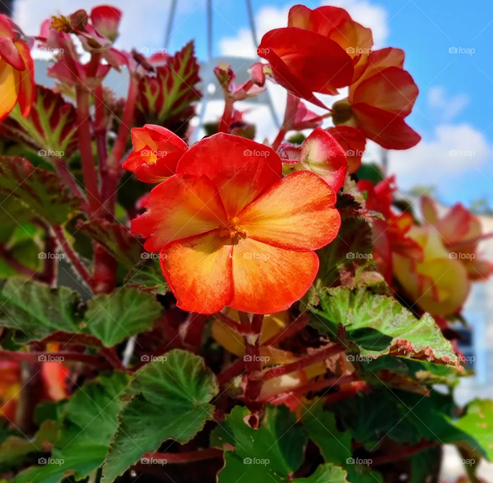 Red-orange begonia hanging basket in bloom