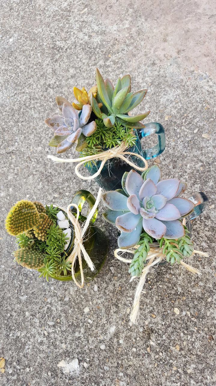 succulents