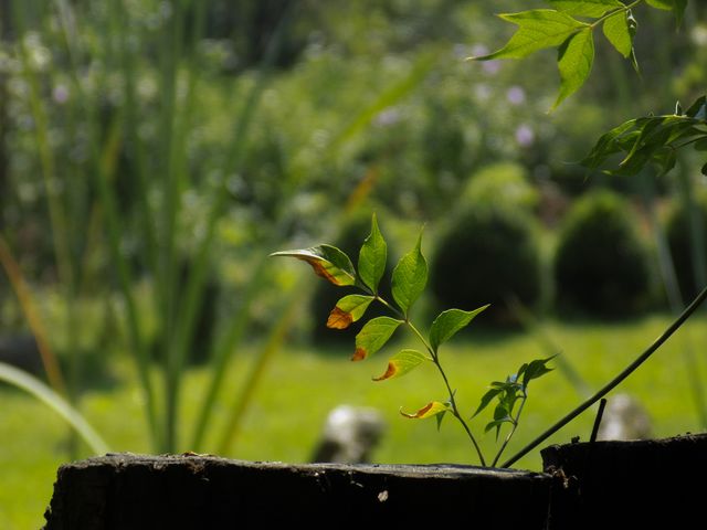 🌿