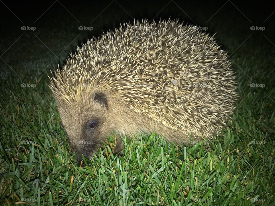 Hedge Igel 
