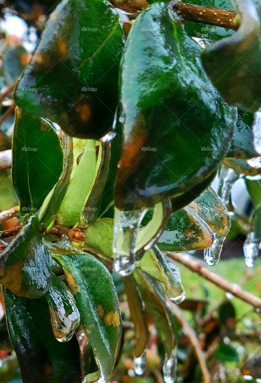 Blanket of ice on trees