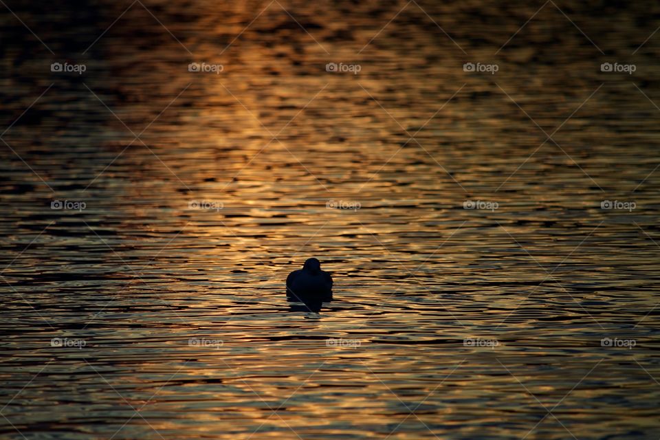 Seagull Silhouette