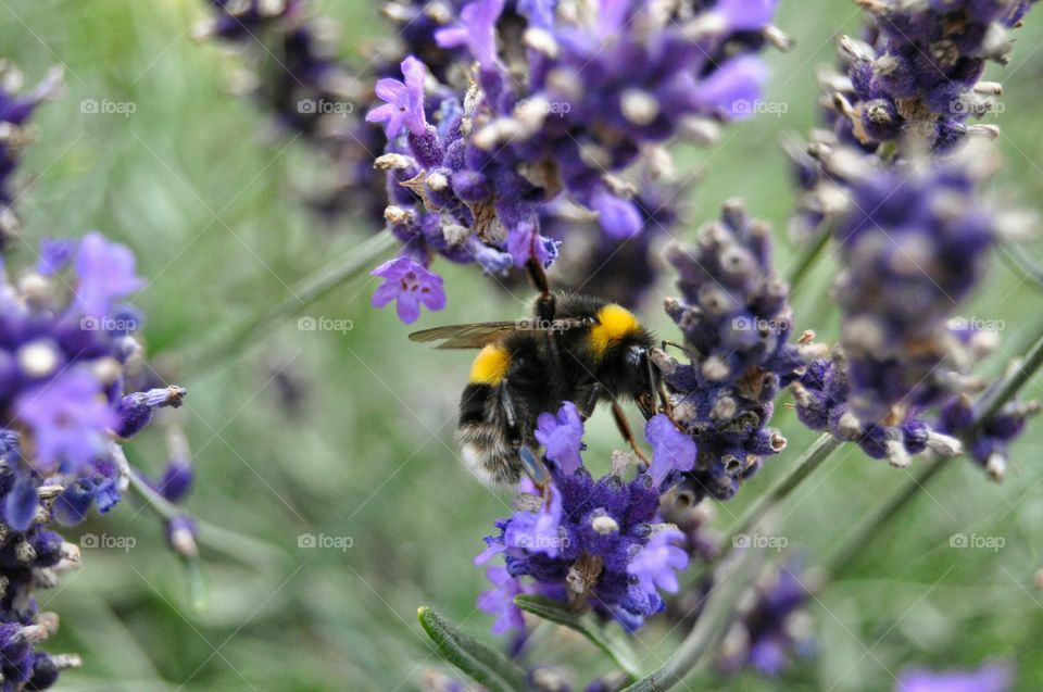 bee and flowers