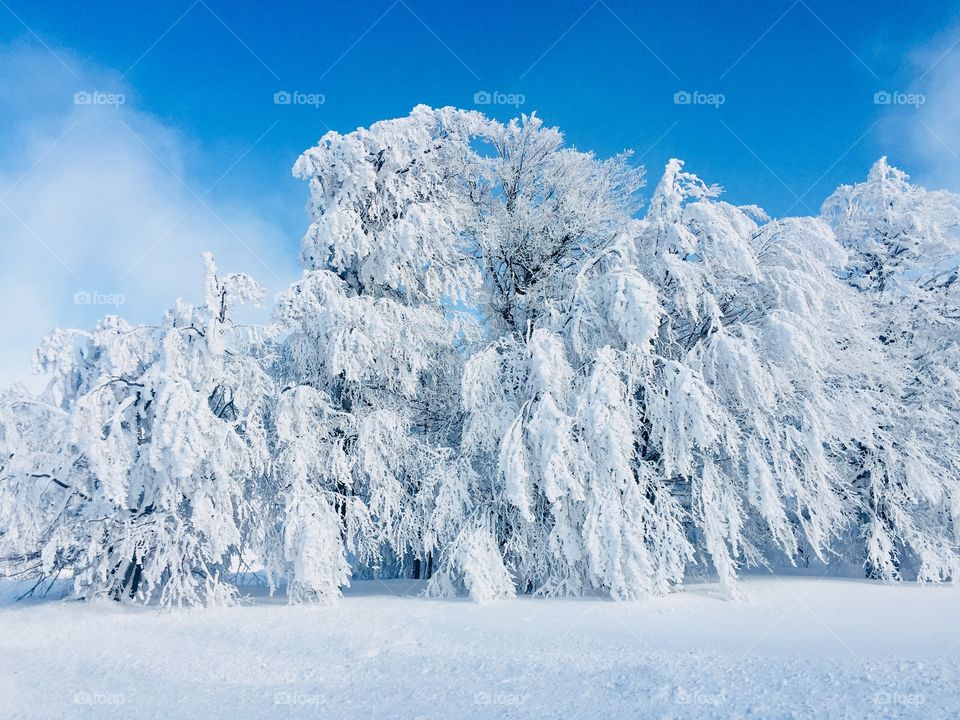 Trees covered in snow on a bright sunny day