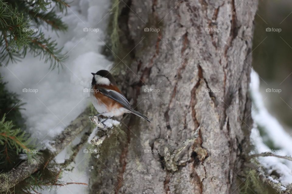 Little chickadee wandering in winter