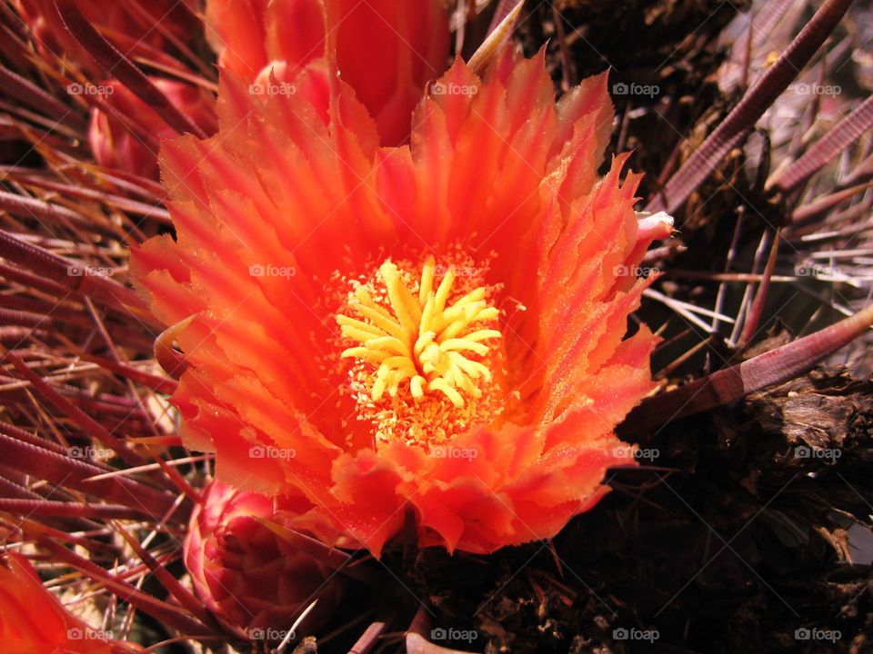 Orange cactus flower
