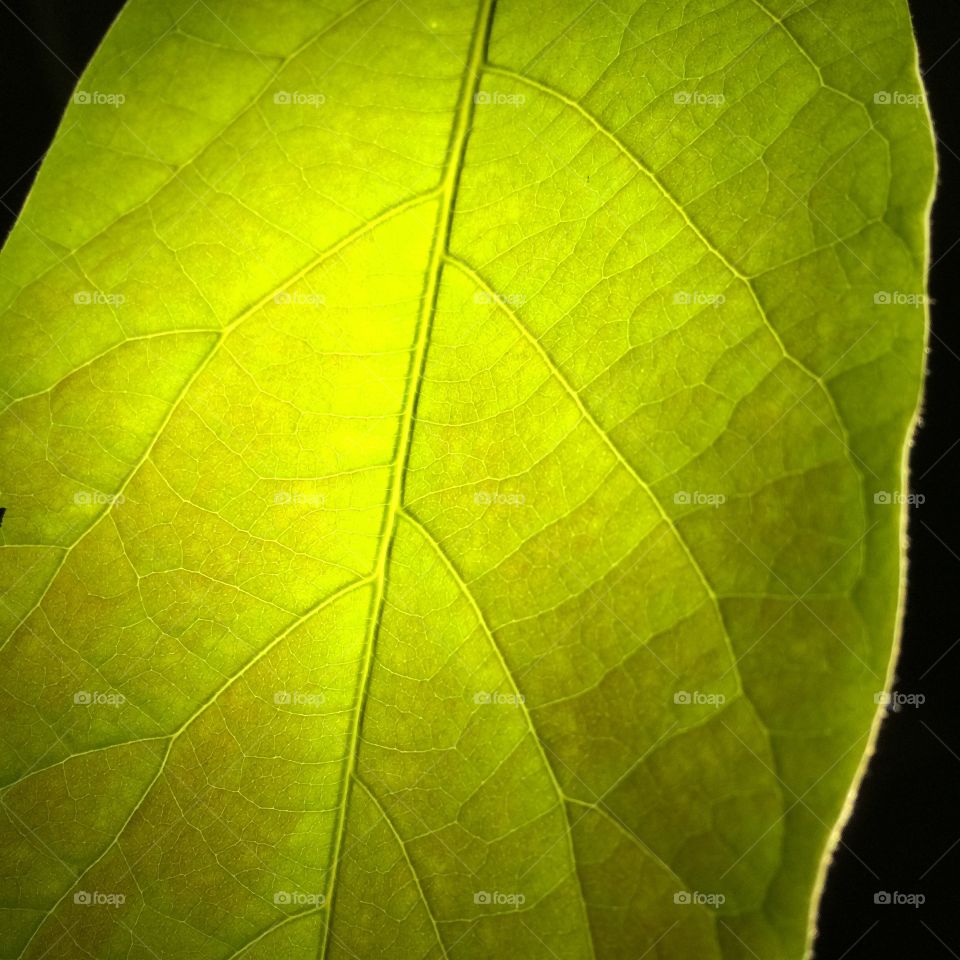 Avocado leaf