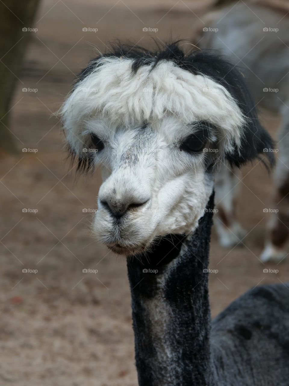White face alpaca
