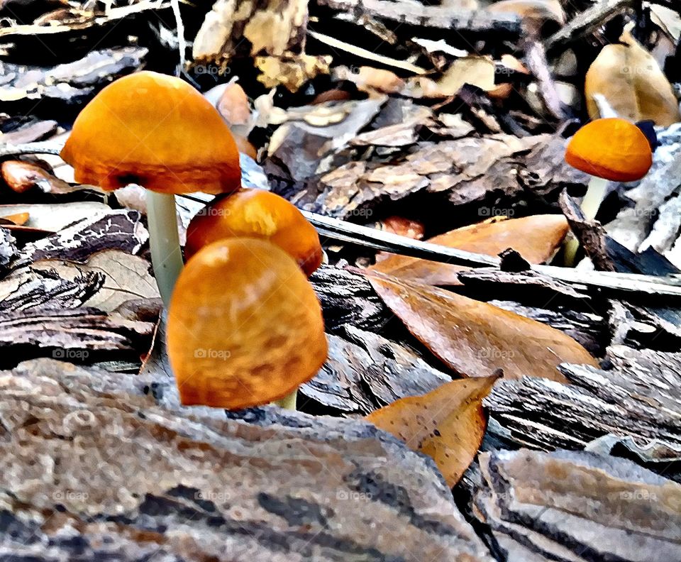 Fall, Fungus, Nature, Mushroom, Wood