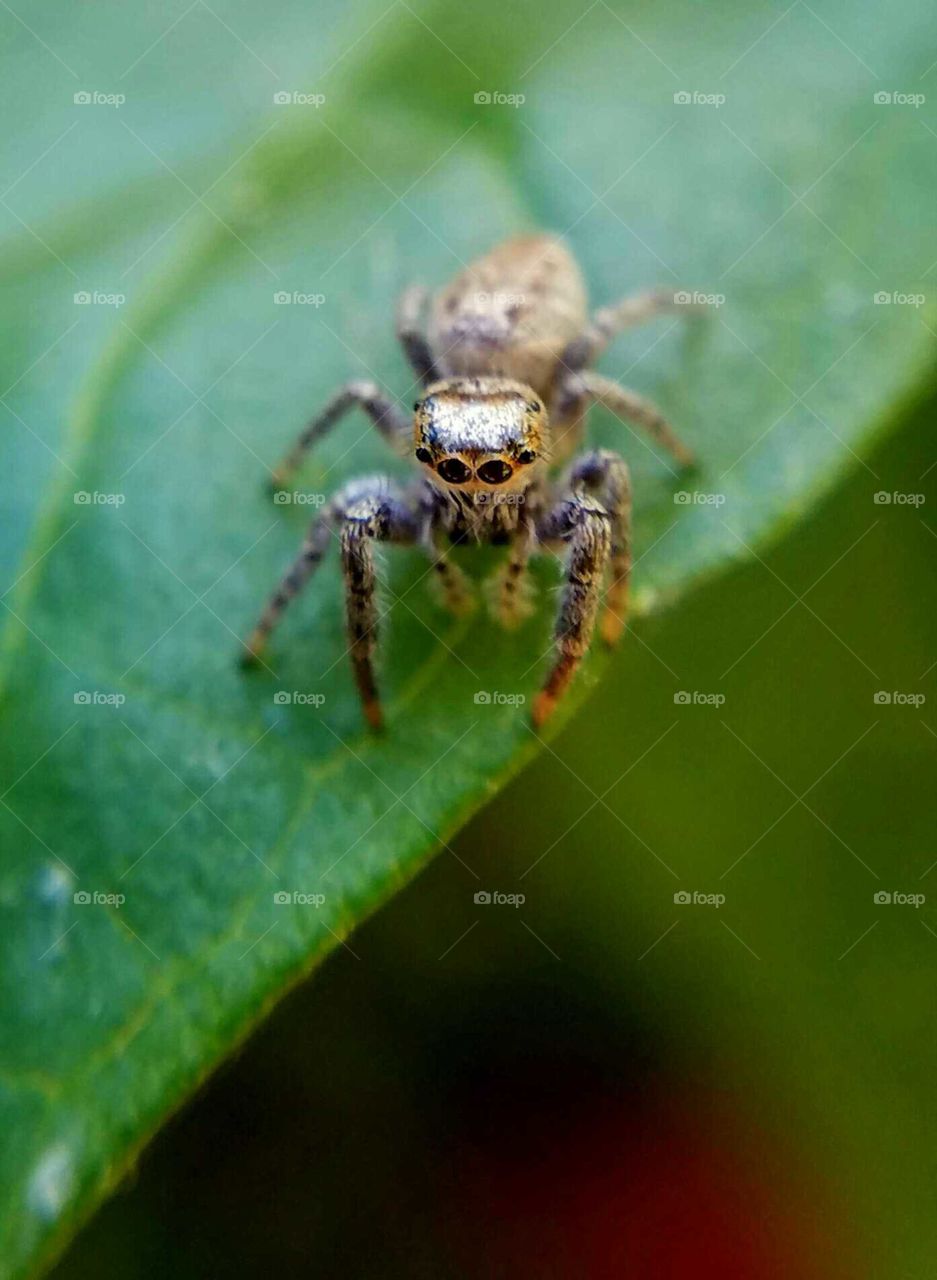 Close-up of Metaphid Jumping Spider on Leaf