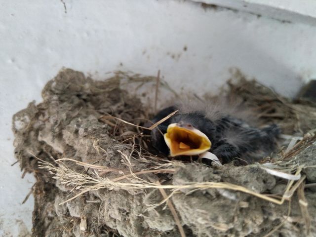 Birds make nests and give birth on our wall clocks.