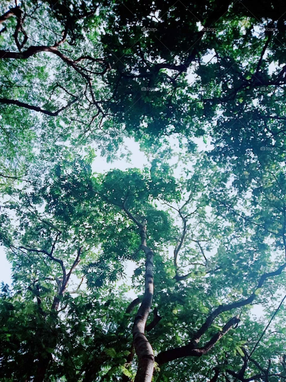 forest