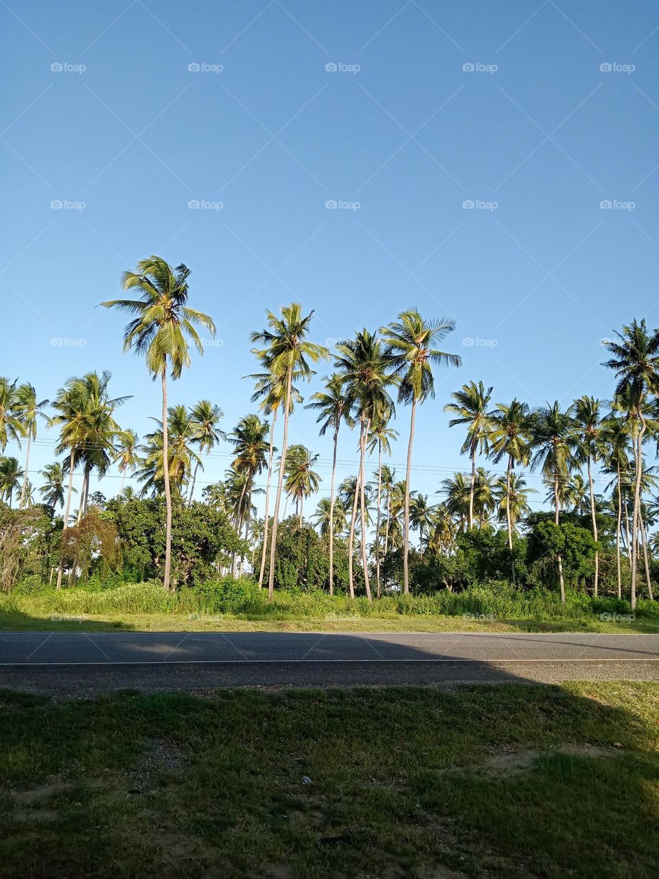 Tall palm trees