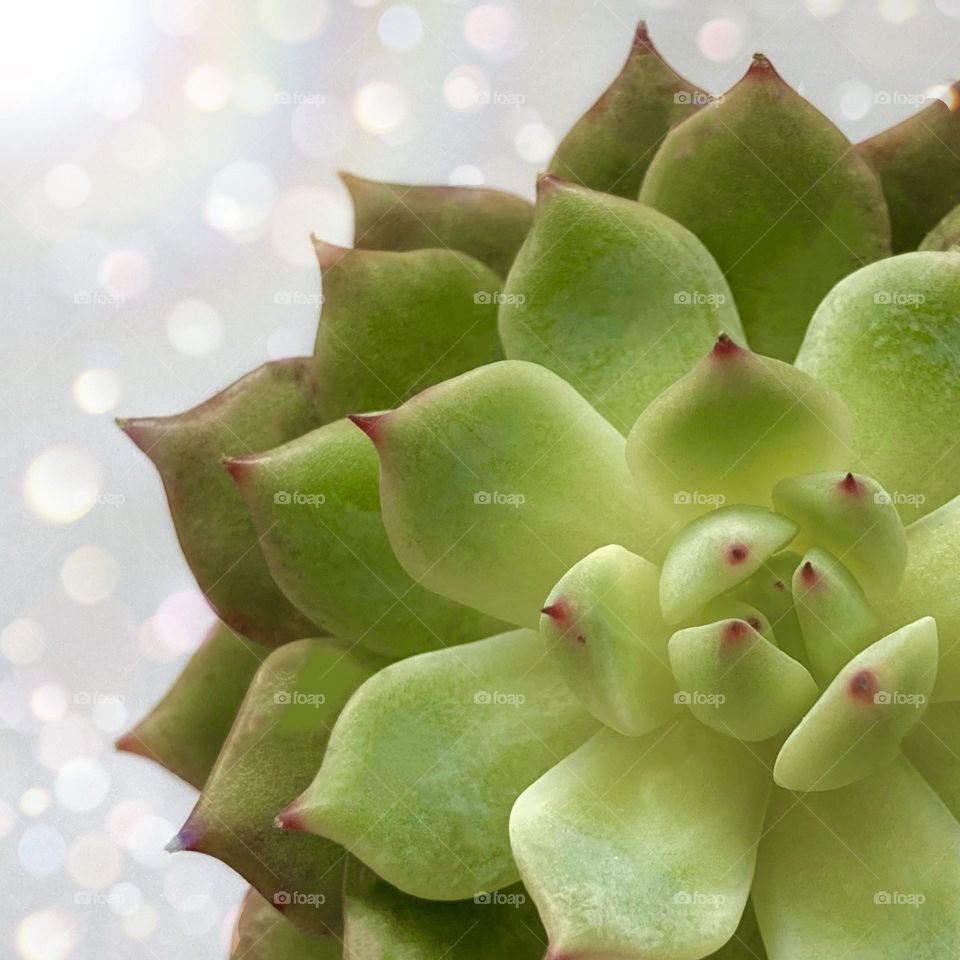 Succulent inspiration, backgrounds 