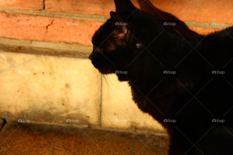 Close-up of black cat and brick wall