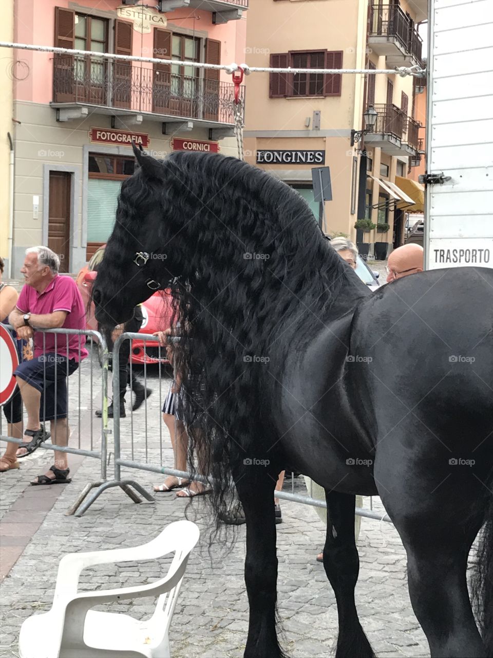 Black Stallion 