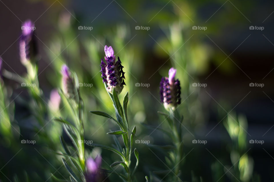 Nature, No Person, Flower, Summer, Blur