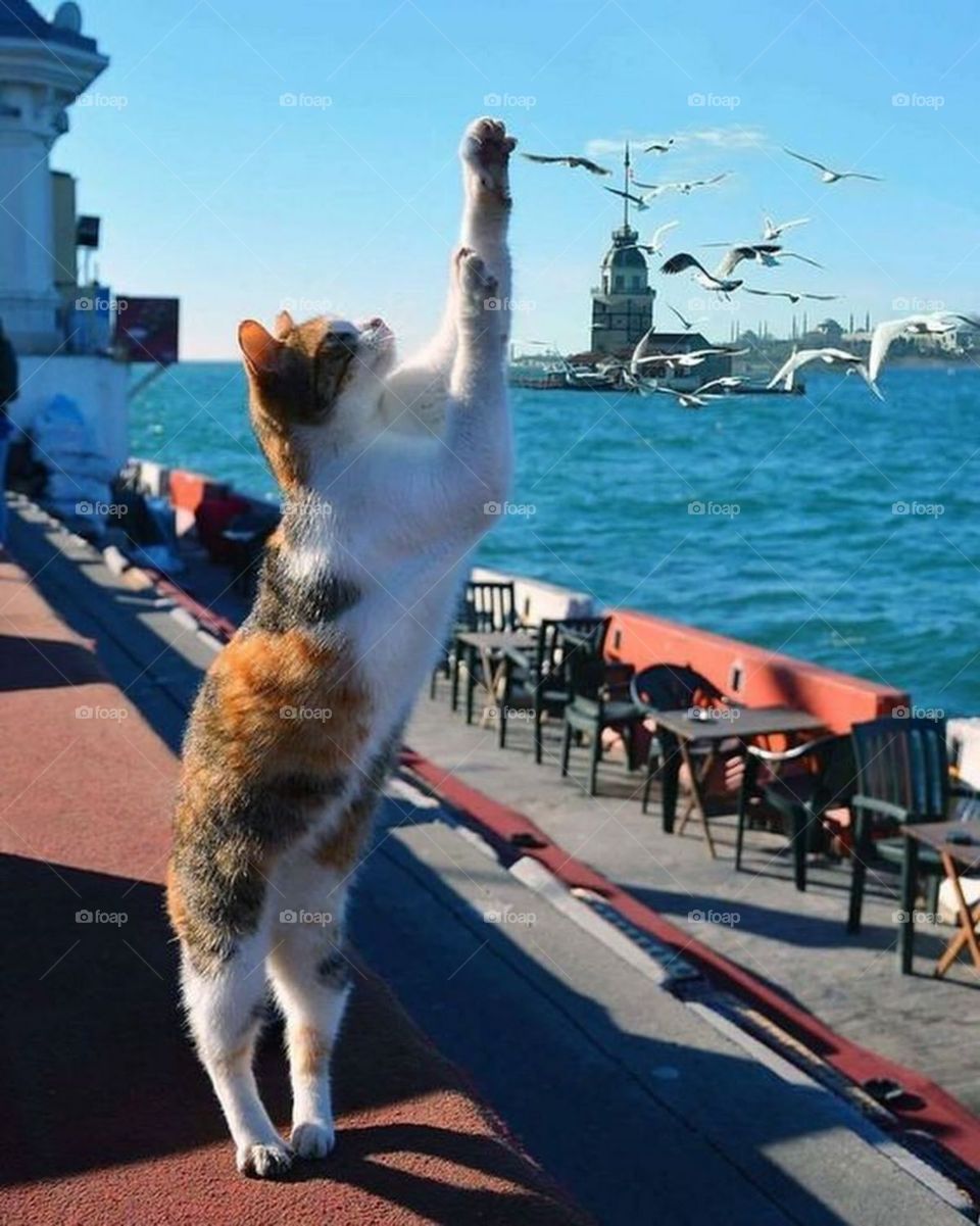 Cats on the Sea