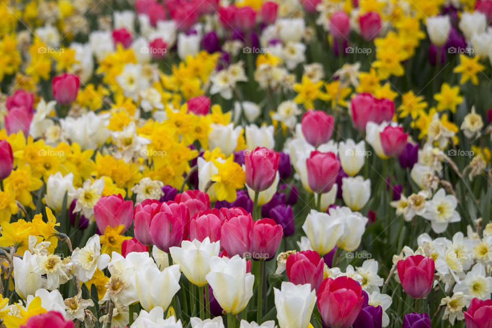 Flowers blooming in the garden