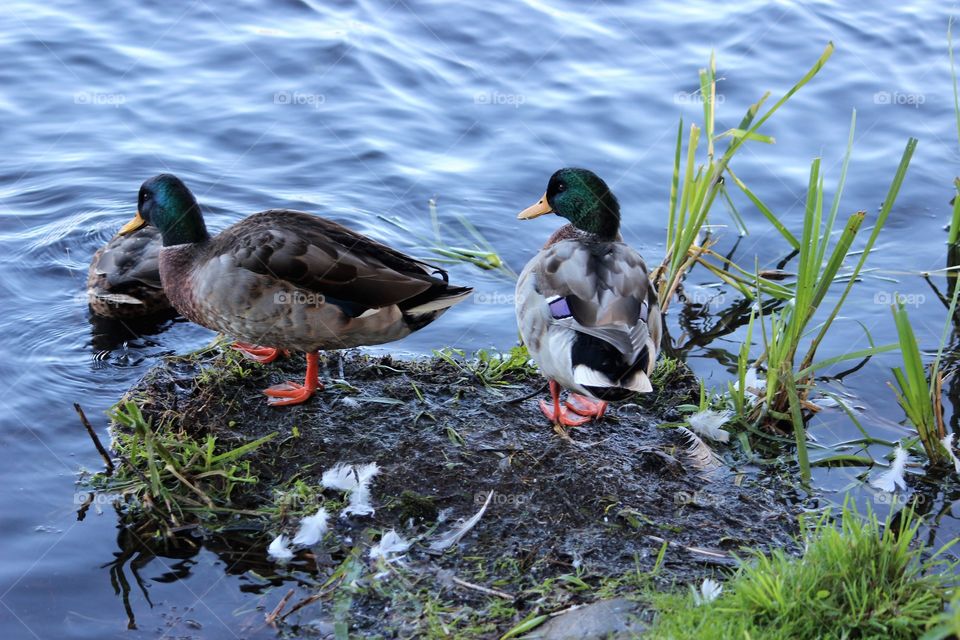Happy ducks 