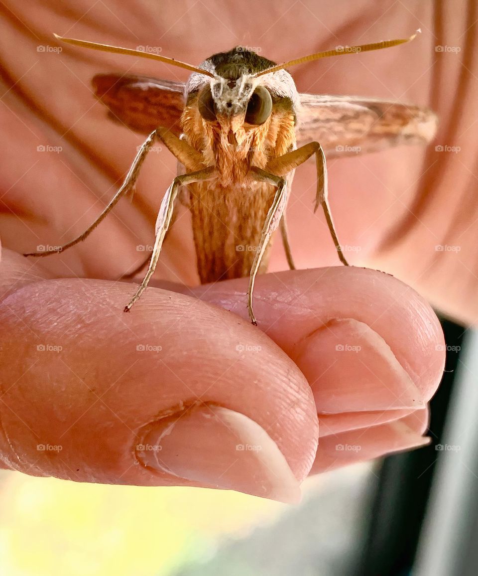 Tersa Sphinx Moth Standing With This Look But Amazing Creature In The Hand Looking Straight 