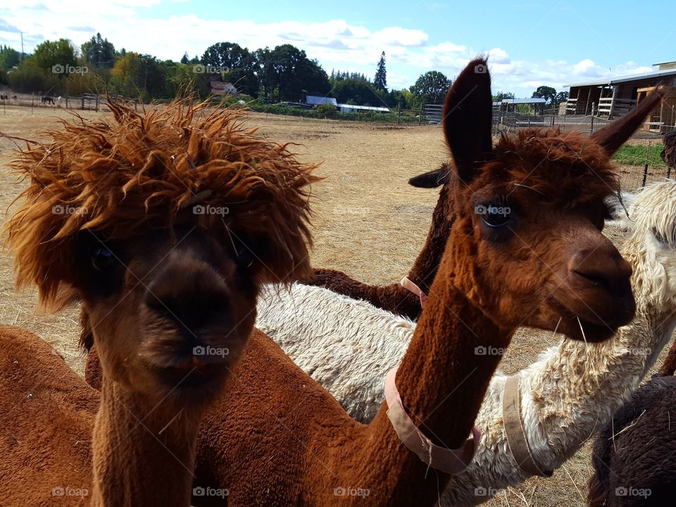 An alpaca on grass