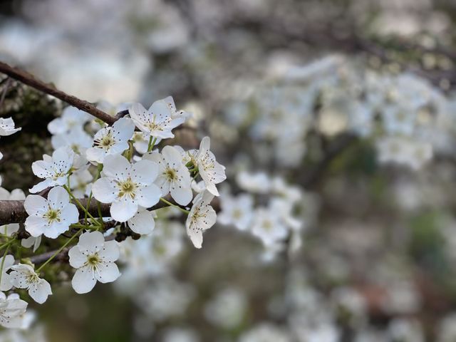 Beautiful flowers 