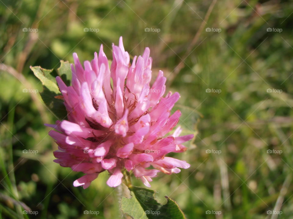 Pink Clover Flower