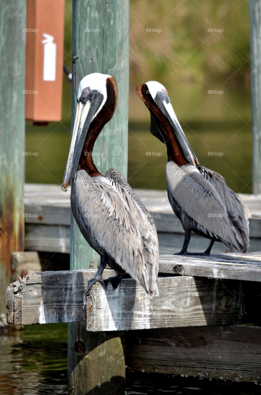 Brown Pelicans on a dock