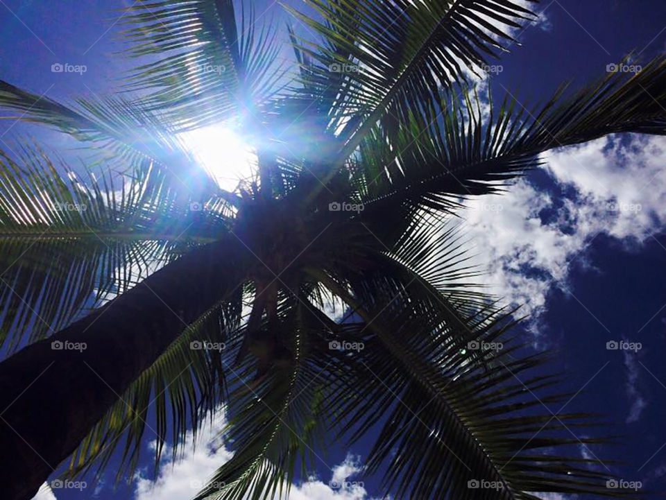 Mexican palm tree 