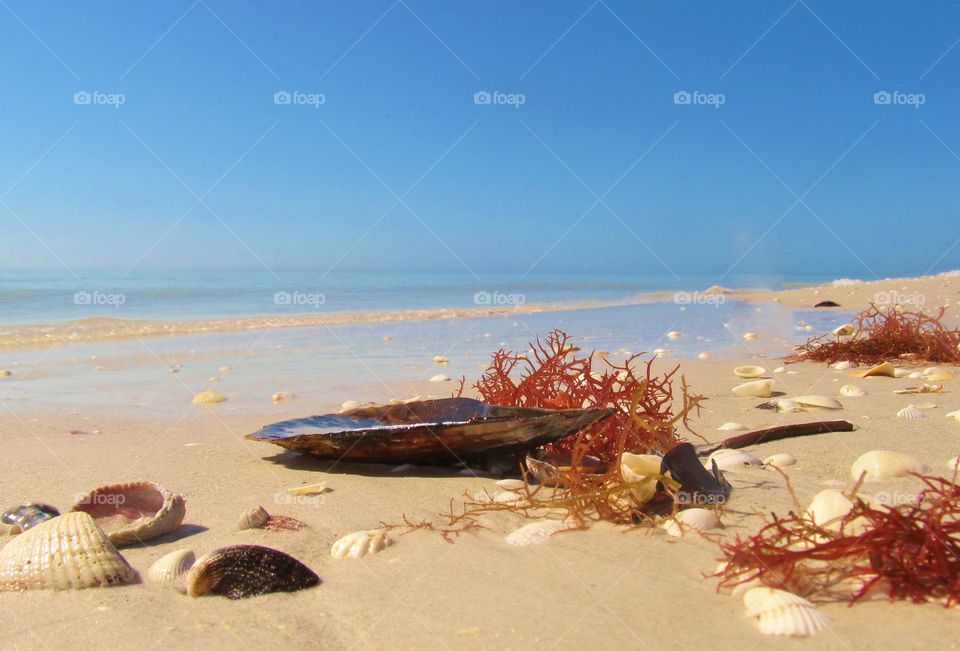 Sea shells and seaweed at beach