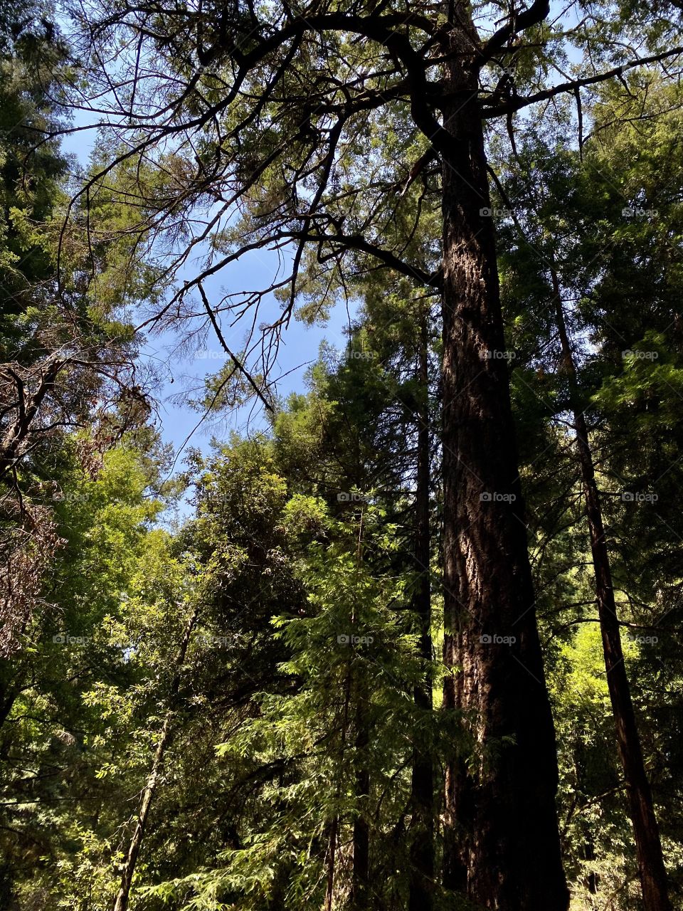 Henry Cowell Redwoods State Park in Felton California 