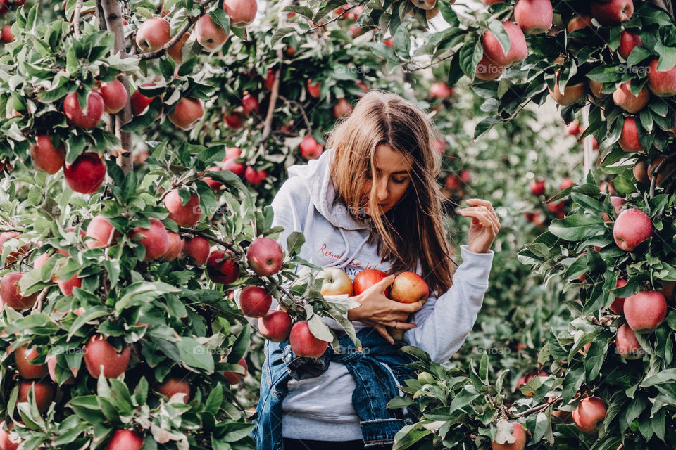 Girl with apples in hands is standing in the apple garden