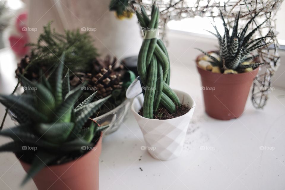 Succulent plants in a row