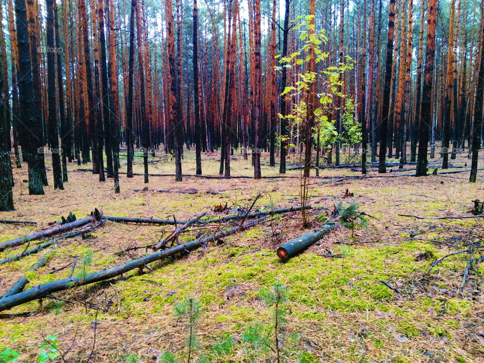 autumn in the forest