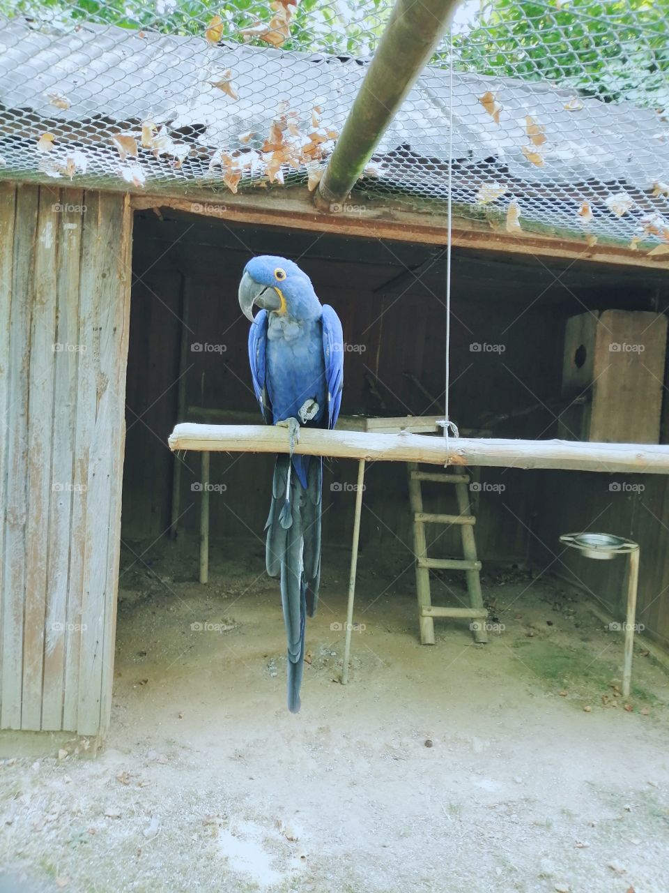 Uma arara da cor do céu