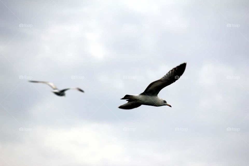 Seagulls in Flight