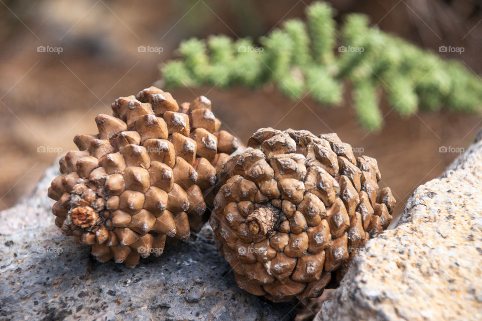 Pine cones 