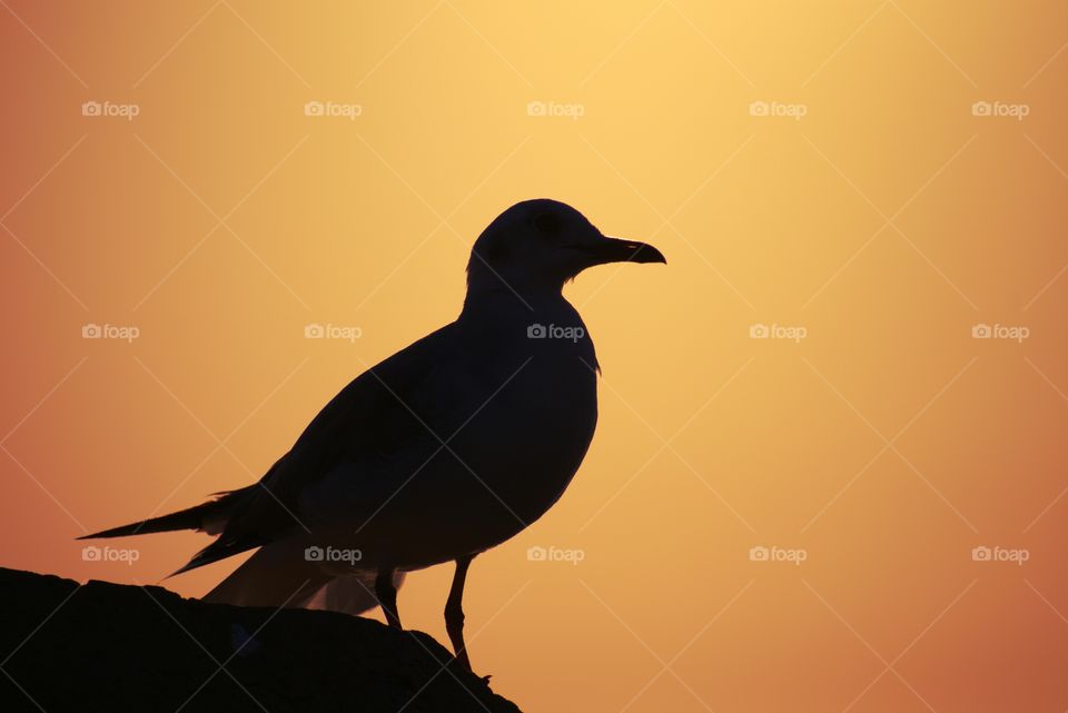 Seagull Silhouette